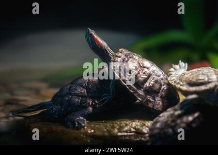 Tartaruga Slider dalle orecchie rosse (Trachemys scripta elegans) Foto Stock