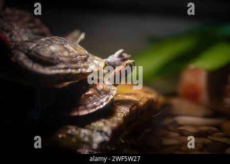 La tartaruga Slider dalle orecchie rosse (Trachemys scripta elegans) è al suo fianco Foto Stock