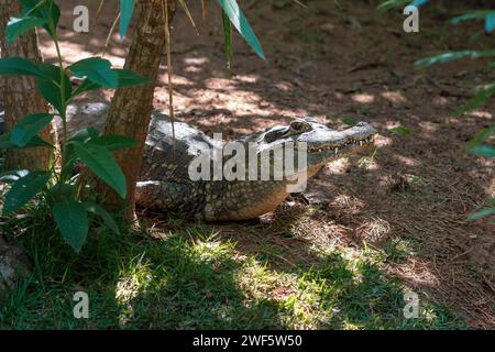 Caimano spettrale (Caiman Crocodilus) - alligatore Foto Stock