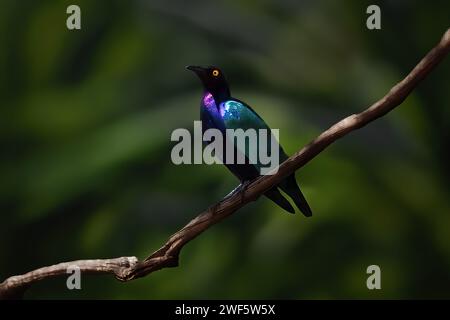 Uccello porporpora Starling (Lamprotornis purpureus) Foto Stock