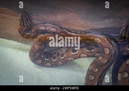 Serpente Boa dell'arcobaleno orientale (Epicrate crassus) Foto Stock