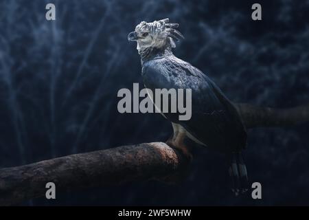 Harpy Eagle (Harpia harpyja) su sfondo blu Foto Stock