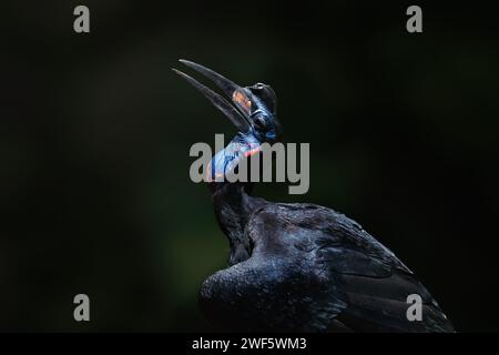Massa abissino Hornbill (Bucorvus abyssinicus) Foto Stock