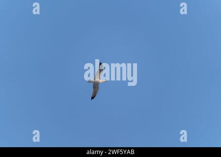 Un gabbiano vola nel cielo blu. Foto di alta qualità Foto Stock