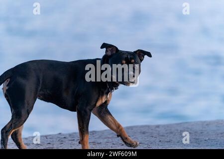 Un cane Staffie corre sulla spiaggia. Foto di alta qualità Foto Stock