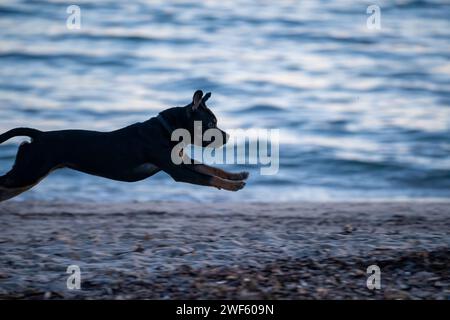 Un cane Staffie corre sulla spiaggia. Foto di alta qualità Foto Stock