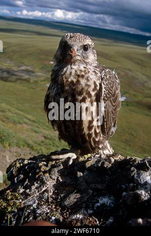 Gyrfalcon, Falco rusticolus, giovanile pronto a volare, North Slope of the Brooks Range, Central Arctic, Alaska Foto Stock