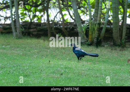 Ammira il Grackle Quiscalus dalla coda grande su un'erba Foto Stock