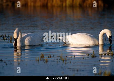 Cigno trombettista, buccinatore di Cygnus, due persone che si nutrono di piante acquatiche in uno stagno nel parco nazionale di Yellowstone, Montana Foto Stock