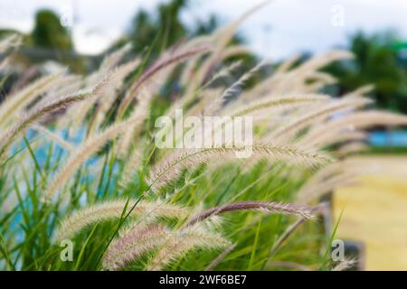 Cenchrus setaceus Cremson fontana erba pianta decorativa ornamentale tropicale africana utilizzata spesso in giardino che raschiano in tutto il mondo un grappolo di erba clos Foto Stock