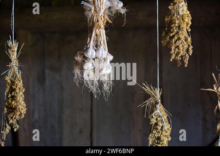 I bulbi all'aglio sono raggruppati e appesi a corde contro un muro di legno in un ambiente rustico, in un'atmosfera di campagna, enfatizzando la conservazione nel fienile o. Foto Stock