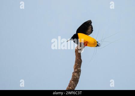 Uccello del paradiso a dodici fili o Seleucidis melanoleucus avvistato nella Papua Occidentale, Foto Stock
