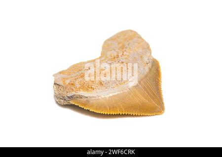 Fossile del Cretaceo, dente di squalo corvo (Squalicorax pristodontus) su sfondo bianco Foto Stock