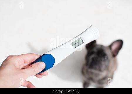 Mano che tiene un test di gravidanza positivo con un cane sullo sfondo. Test di gravidanza. Nuovo concetto di membro della famiglia e animali domestici Foto Stock