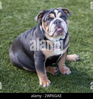 Bulldog Female inglese in tricromia di sette mesi. Parco per cani all'aperto nel nord della California. Foto Stock
