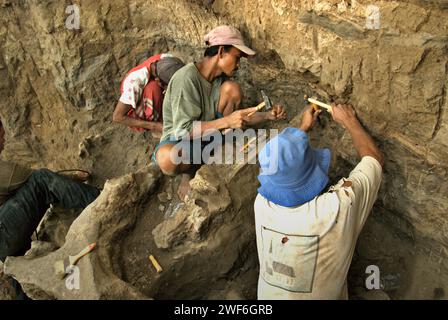 Un paleontologo sta lavorando con gli abitanti del villaggio allo scavo di ossa fossili di una specie di elefante estinta scientificamente identificata come Elephas hysudrindicus, o popolarmente chiamata 'elefante Blora', a Sunggun, Mendalem, Kradenan, Blora, Giava centrale, Indonesia. Il team di scienziati di Vertebrate Research (Agenzia geologica, Ministero indonesiano dell'energia e delle risorse minerarie) guidato da Iwan Kurniawan e Fachroel Aziz ha scoperto le ossa della specie quasi interamente (circa il 90% complete) che in seguito avrebbe permesso loro di costruire una ricostruzione scientifica. Foto Stock