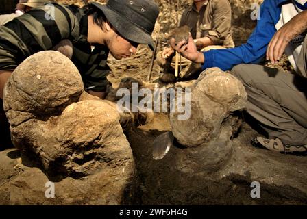 La gente sta lavorando nel sito di scavo di ossa fossili di una specie di elefante estinta scientificamente identificata come Elephas hysudrindicus, o popolarmente chiamata 'elefante Blora', a Sunggun, Mendalem, Kradenan, Blora, Giava centrale, Indonesia. Il team di scienziati della ricerca sui vertebrati (Agenzia geologica, Ministero indonesiano dell'energia e delle risorse minerarie) guidato dai paleontologi Iwan Kurniawan e Fachroel Aziz scoprì le ossa della specie quasi interamente (circa il 90% complete) che in seguito avrebbero permesso loro di costruire una ricostruzione scientifica. Foto Stock