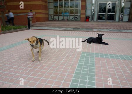 Cane randagio che si sveglia da un pisolino Foto Stock