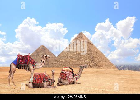 Cammelli in un colorato abito da cavallo che riposa sulla sabbia vicino alle piramidi, Giza, il Cairo, Egitto. Le famose grandi piramidi di Chefren e Cheope, il pirami di Giza Foto Stock