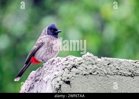 A Bulbul nel Parco Nazionale di Keoladeo, Bharatpur, Rajasthan, India. Foto Stock