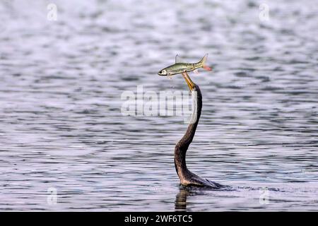 Un uccello Darter che cattura pesci nel Keoladeo National Park, Rajasthan, India. Foto Stock