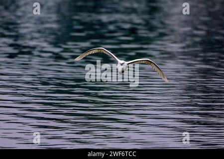 Un piccolo Egret in volo, visto nel parco nazionale di Bharatpur, Rajasthan, India. Foto Stock