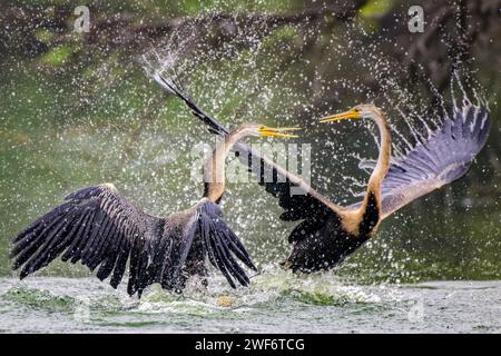 Due Darter orientali si impegnarono in una disputa territoriale all'interno di un lago a Bharatpur, nel Rajasthan, in India Foto Stock