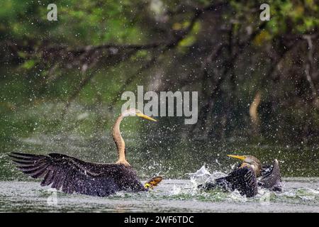 Due Darter orientali si impegnarono in una disputa territoriale all'interno di un lago a Bharatpur, nel Rajasthan, in India Foto Stock