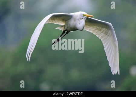 Un Egret intermedio che vola sopra Bharatpur, Rajasthan, India. Foto Stock