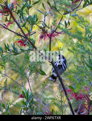 Un Honeyeater New Holland arroccato su un ramo vicino a fiori e alberi vivaci Foto Stock