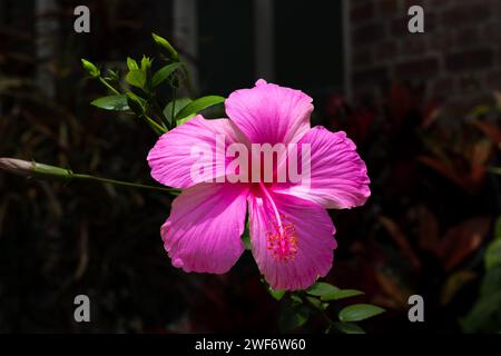 Auckland Domain Flower Garden Foto Stock