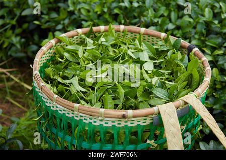 Vista dall'alto delle foglie di tè verde fresco nel cestino di bambù presso la piantagione di tè, gli agricoltori che raccolgono le foglie di tè mettono il cestino di bambù. Foto Stock