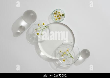 Vista dall'alto del podio trasparente, delle palline di cristallo e della camomilla matricaria viene messa sulla piastra Petri. Mockup per cosmetici con estratti di camomilla. Copia sp Foto Stock