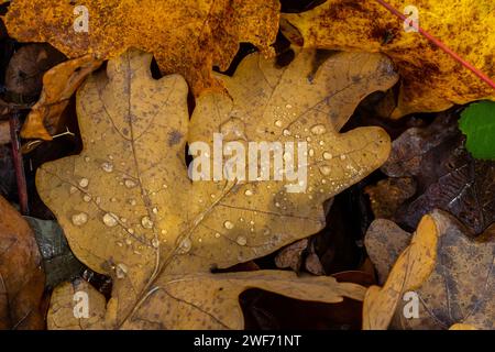 Foglie di quercia cadute con rugiada. Foglie di quercia autunnale.l'acqua goccia sulle foglie di quercia autunnale primo piano. Foglie di quercia autunnale asciutte coperte da gocce d'acqua piovane a terra. CL Foto Stock