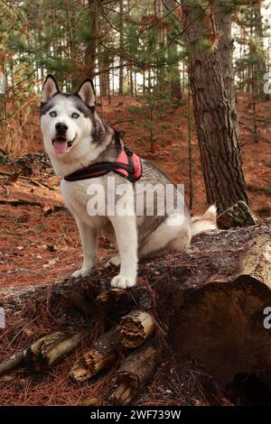 Husky Siberian sedeva a guardare la macchina fotografica seduto su un tronco di legno nella foresta di Wareham con uno sfondo di pini. Cane fuori piombo . Foto Stock
