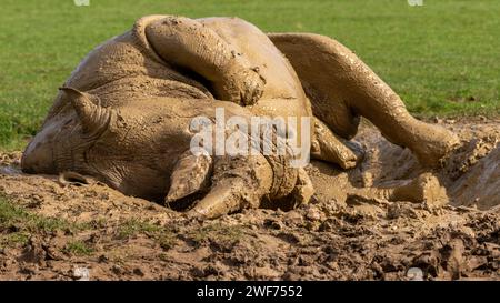 Rinoceronte bianco prigioniero che rotola nel fango Foto Stock