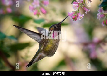 Un colibrì in volo vicino a un albero in fiore con fiori rosa Foto Stock