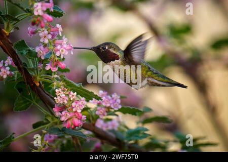 Un colibrì in volo vicino a un albero in fiore con fiori rosa Foto Stock