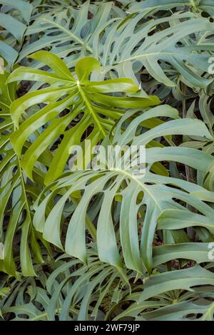 Foglie di Monstera deliziosa Foto Stock
