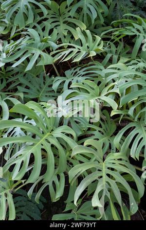 Foglie di Monstera deliziosa Foto Stock