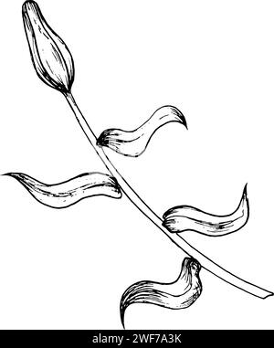 Illustrazione grafica vettoriale di gemme e petali di un giglio. Disegno a mano in bianco e nero. Illustrazione Vettoriale