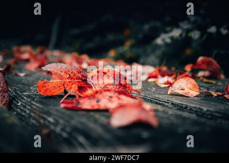 Foglie di albero rosso cadute giace su una panchina di legno Foto Stock