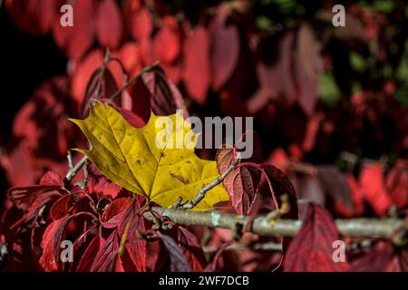Una foglia di acero giallo giace su un ramo di un arbusto con foglie rosse Foto Stock