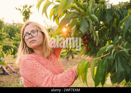 Donna europea incinta con un vestito rosso che raccoglie ciliegie da un albero Foto Stock