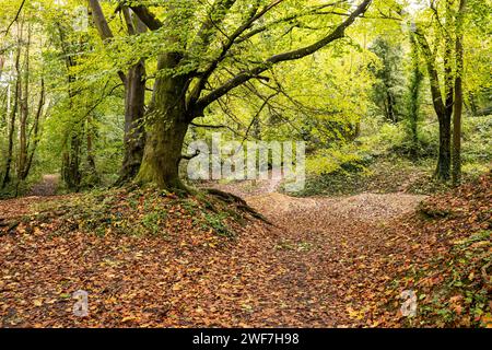 Foglie autunnali a Pickering's Castle Woods Foto Stock