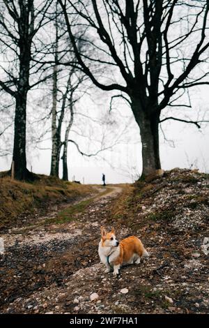 Il cane Corgi guarda sul lato di una strada forestale, nuvolosa Foto Stock