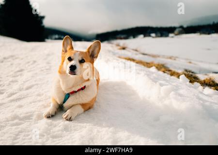 Il cane Corgi giace sulla neve del villaggio e ci guarda Foto Stock