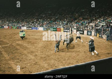 Cowboy che si fa beccare da un toro in un rodeo Foto Stock