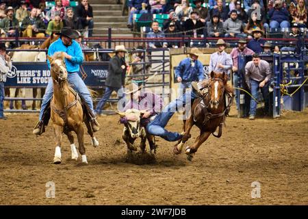Cowboy che salta da cavallo per guidare in un rodeo di lotta Steer Foto Stock