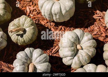 Un gruppo di zucche verde chiaro su trucioli di legno Foto Stock